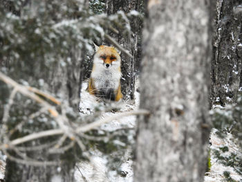 Portrait of squirrel on snow covered land