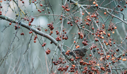 Low angle view of berries on tree