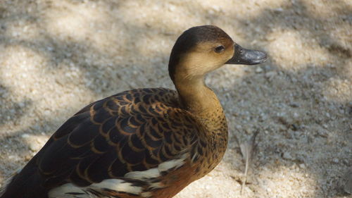 Close-up of a duck