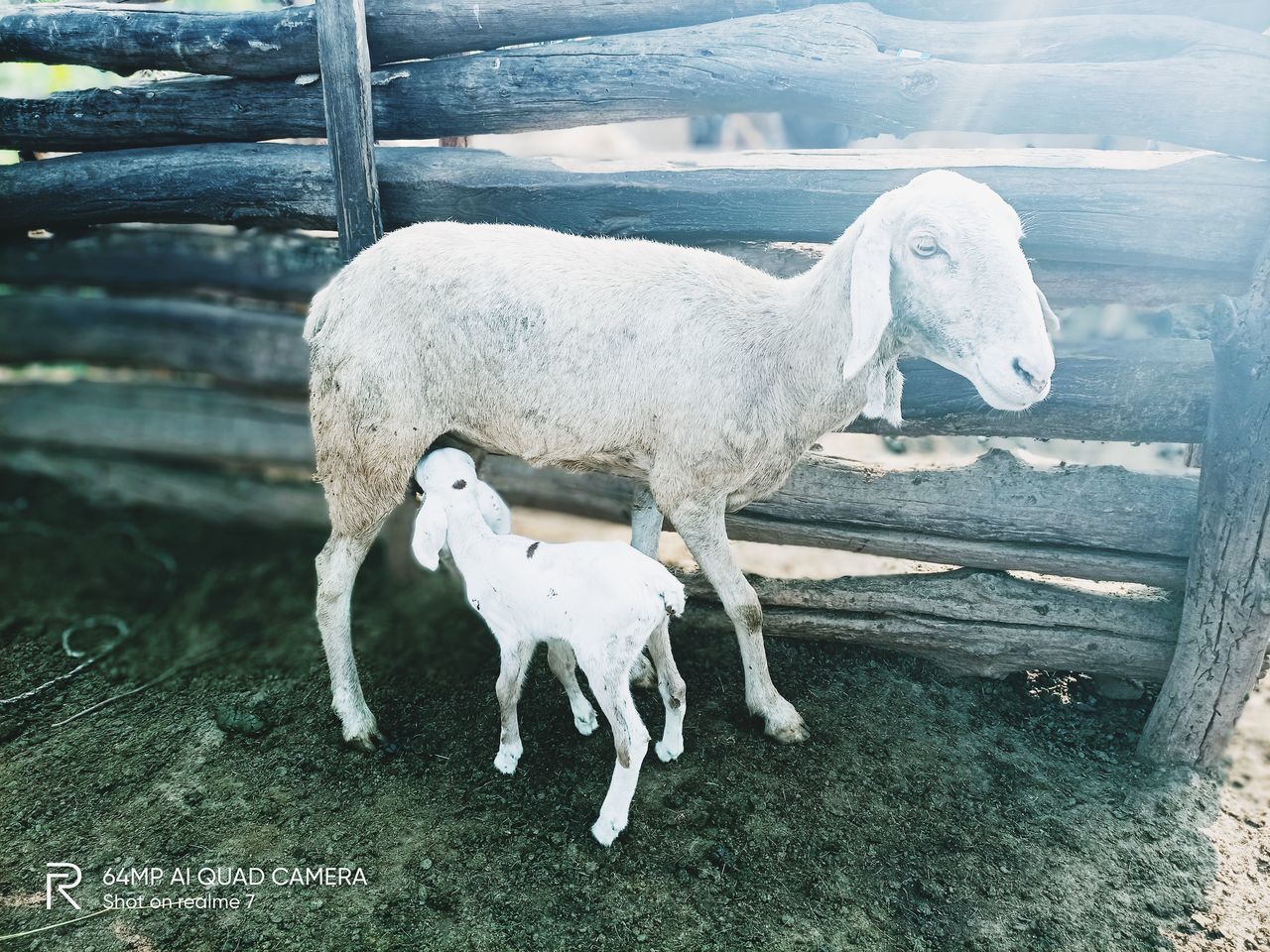 WHITE HORSE IN THE GROUND