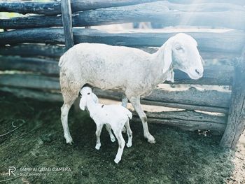 White horse standing on wood