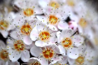 Close-up of white flowers blooming outdoors
