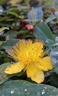 Close-up of yellow flowering plant