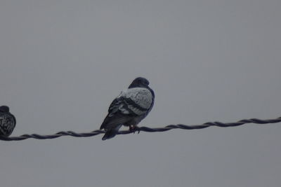 Low angle view of bird perching against clear sky