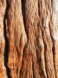 Full frame shot of tree trunk