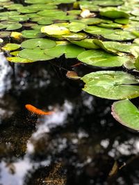 High angle view of leaves floating on water