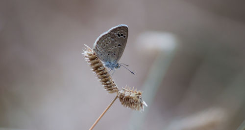 Close-up of butterfly pollinating flower