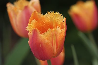 Close-up of tulip blooming outdoors