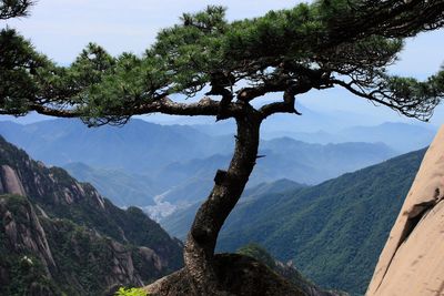 Scenic view of tree mountains against sky