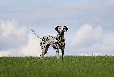 View of dog on field against sky