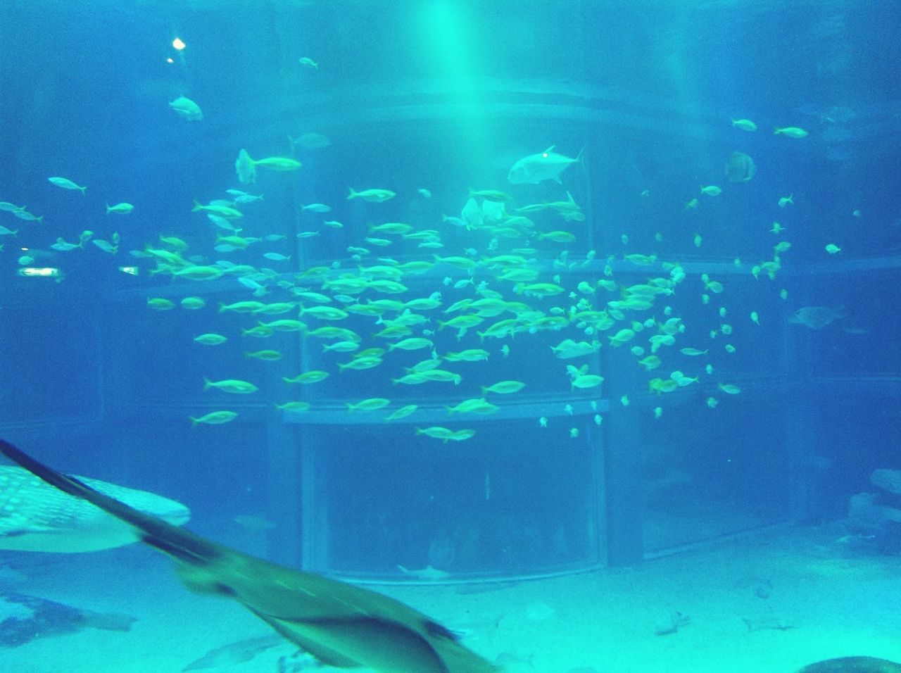 underwater, swimming, animal themes, water, blue, sea life, undersea, fish, animals in the wild, wildlife, aquarium, sea, indoors, animals in captivity, school of fish, transparent, jellyfish, nature, glass - material