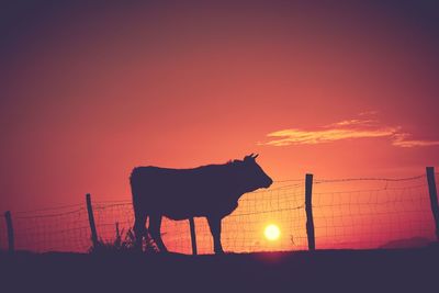 Horse standing on field against sky during sunset