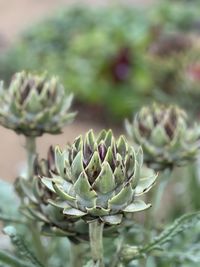 thistle