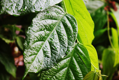 Close-up of wet leaves