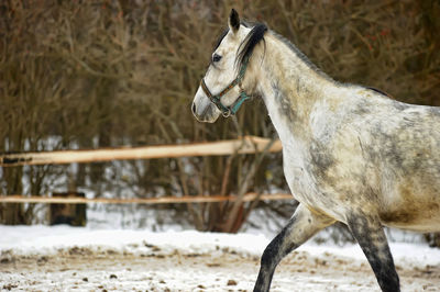 Horse standing in ranch