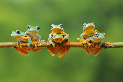 Frog, tree frog, flying frog,