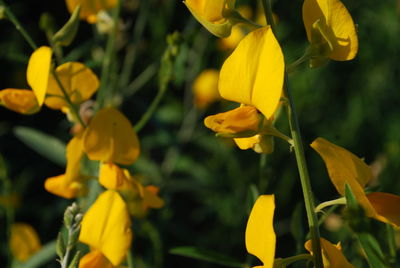 Close-up of yellow flowering plants