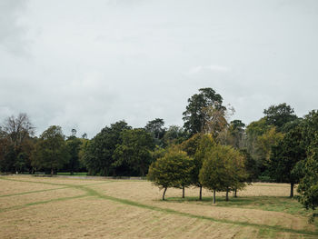 Trees on field against sky