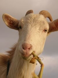 Close-up portrait of goat