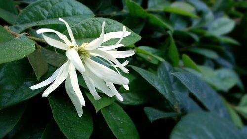 Close-up of white flowers