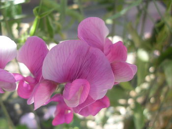 Close-up of pink flowers blooming outdoors