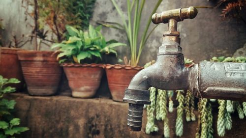 Close-up of water tap against plants