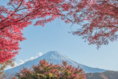 Scenic view of red maple with mount fuji as a background during autumn in november in tokyo, japan.