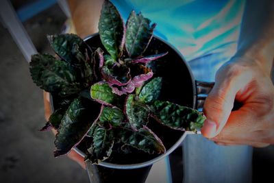 Midsection of person holding ice cream on potted plant