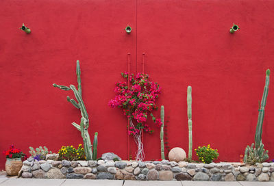 Close-up of plants against wall