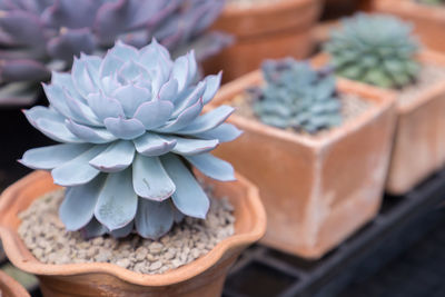 Close-up of succulent plant on table