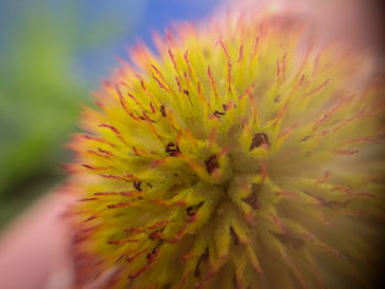 Macro shot of yellow flower