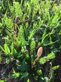 Close-up of plants growing on field