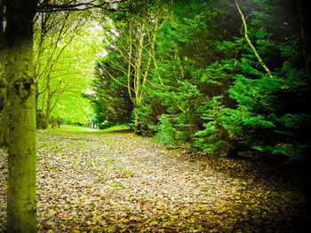 Footpath amidst trees in forest