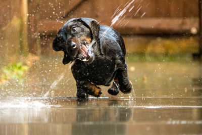 Black dog in a water