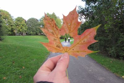 Close-up of hand holding maple leaf on grass