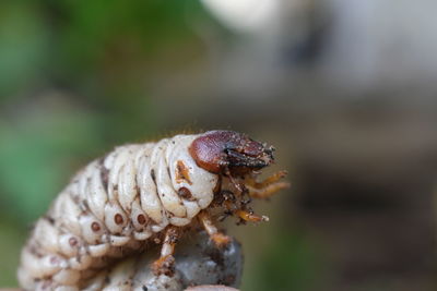 Close-up of insect