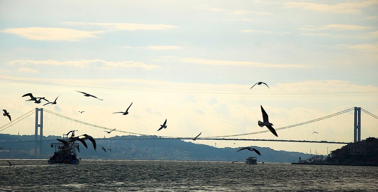 bird, animal themes, animals in the wild, wildlife, flying, sky, seagull, connection, perching, flock of birds, nature, silhouette, water, medium group of animals, spread wings, mid-air, low angle view, cloud - sky, cable