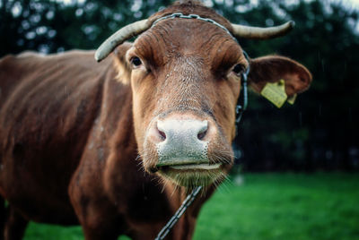 Close-up portrait of brown cow standing on field