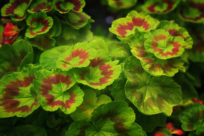 Close-up of flowering plant leaves