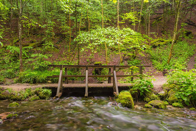 Stream flowing through forest