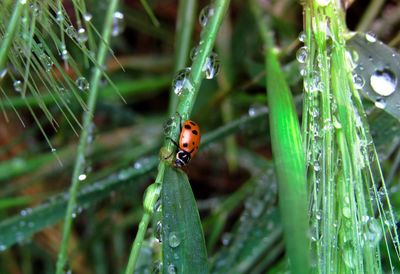 Close-up of ladybug on wet plant