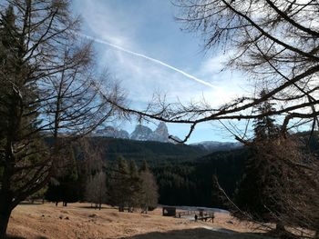 Bare trees against sky