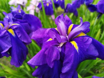 Close-up of purple iris flowers