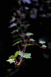 Close-up of ivy growing outdoors