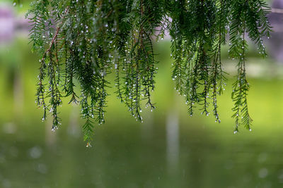 Close-up of wet plant during rainy season