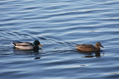 Duck swimming in lake