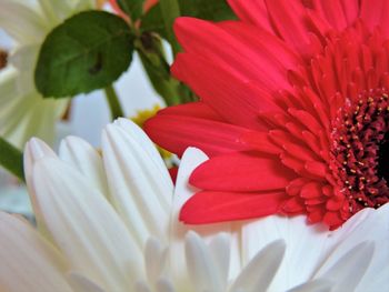 Close-up of red flower blooming outdoors