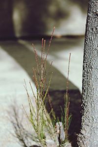 Close-up of fresh green plant