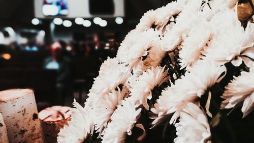 Close-up of white flowers at night