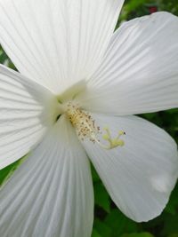 Close-up of white day lily blooming outdoors